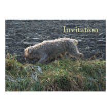 Griffon de Korthals - Tsjip errant la terre Cartons D'invitation Personnalisés