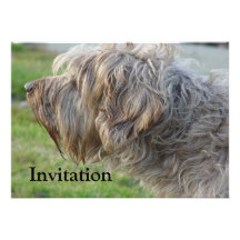 Griffon de Korthals - volaille sentante de Tsjip Invitations