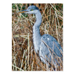 Grijze Reiger Wens Kaart