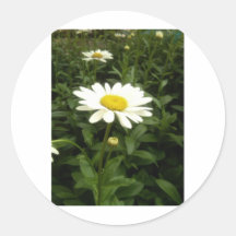Groei, eet en leef Groen Stickers