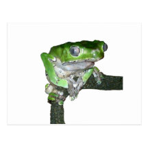 groene boomkikker wens kaart