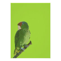 Groene Papegaai Persoonlijke Uitnodiging