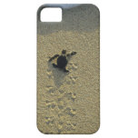 Groene Schildpad, (mydas Chelonia), het hatchling iPhone 5 Covers