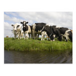 Groep Friesian koeien Wenskaart