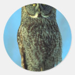 Grote grijze uil, Schiereiland Bruce Stickers