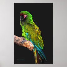 Grote Groene Ara Poster