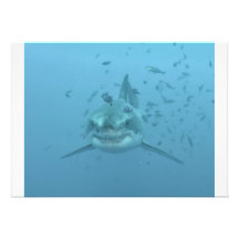 Grote Witte Haai Isla Guadalupe Persoonlijke Aankondigingen