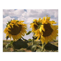Groupe de tournesol bristols personnalisés