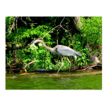 Grue au lac cartes postales