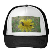 Guêpe d'insecte casquette