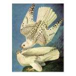 Gyrfalcon, John James Audubon Cartes Postales