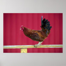 Haan Poster