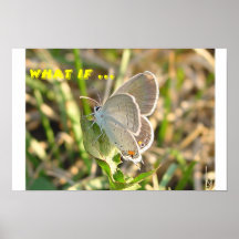 Hairstreak de corail, Satyrium Titus Posters