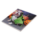 Halloween - bouledogue anglais - transitoire carreaux