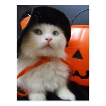 Halloween d'un chat carte postale