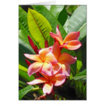 Hawaiian  Plumeria Cards