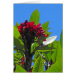 Hawaiian  Plumeria Cards