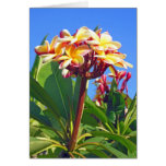Hawaiian  Plumeria Greeting Cards