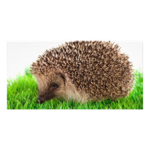 hedgehog cartes de vœux avec photo