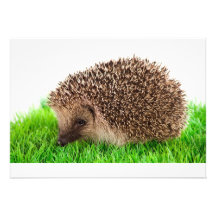 hedgehog invitations personnalisées