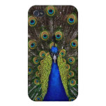 Helder girly mooie de natuurdier van de pauwvogel iPhone 4 hoesje
