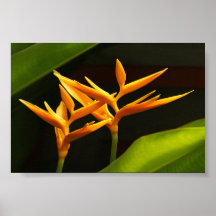 Heliconia Poster