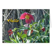 Hellebore bonjour cartes de vœux