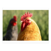 Hem & Haar Haan Wens Kaart