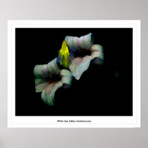 Hémérocalles blanches (luminescentes) posters
