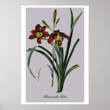 Hemerocallis antique Fulva de dessin Poster