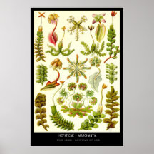 Hepaticae-Marchantia - Bord 82 - Kunstformen der Afdruk