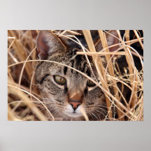 Herbe Kitty Affiches