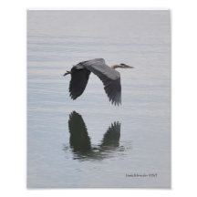 héron de grand bleu 8X10 en vol Tirages Photo