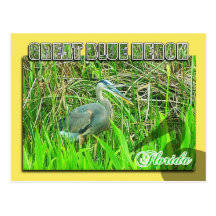 Héron de grand bleu, parc national de marais, FL Cartes Postales