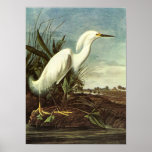 Héron de Milou, John James Audubon Posters