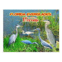 Hérons des marais parc national, la Floride Carte Postale