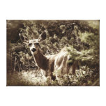Herten - de Zwarte Damhinde van de Staart Canvas Prints