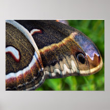 het 1CecropiaWing Print