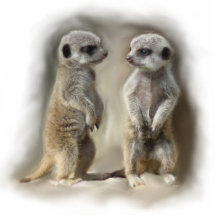Het babytweelingen van Meerkat Acryl Uitsnede