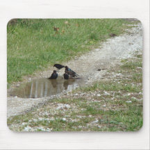 Het Bad van het Vogeltje van de Plons van Splish Muis Matten