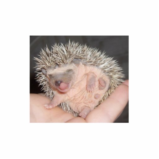 Het Beeldhouwwerk van de Egel van het baby Fotobeeldje