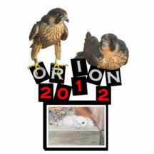Het beeldhouwwerk van de het ontwerpfoto van Orion Fotobeeldjes