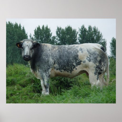 Het Belgische Blauw van de koe Print
