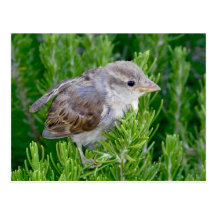 Het bezoeken Vogeltje Wens Kaart