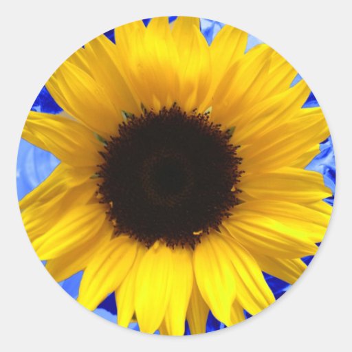 Het Blauw van de zonnebloem Sticker