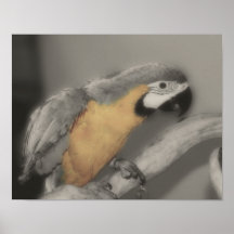 Het blauwe Gouden Poster van de Kleur van de Papeg