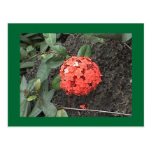 Het Briefkaart van de bloem Wens Kaart