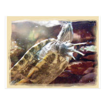 Het Briefkaart van de Spijkers van de schildpad Wens Kaart