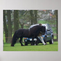 Het canvas van het Pony van dallen Poster