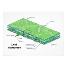 Het Diagram van de Structuur van het Weefsel van h Uitnodiging